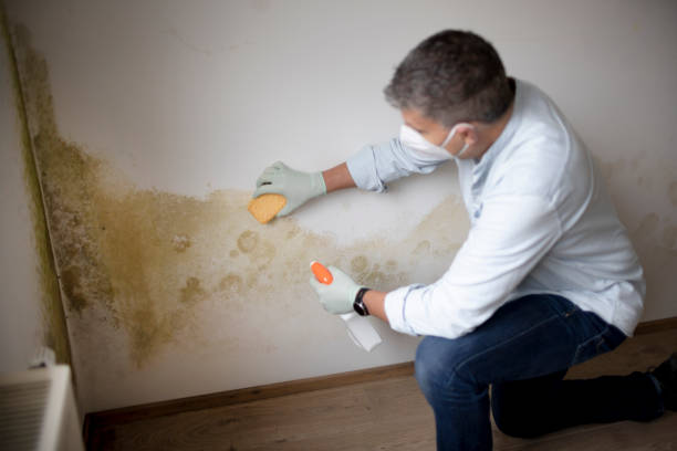 Best Mold Odor Removal Services  in Fort Loramie, OH