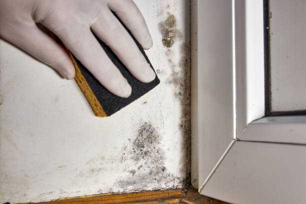Best Air Quality Testing for Mold Spores  in Fort Loramie, OH